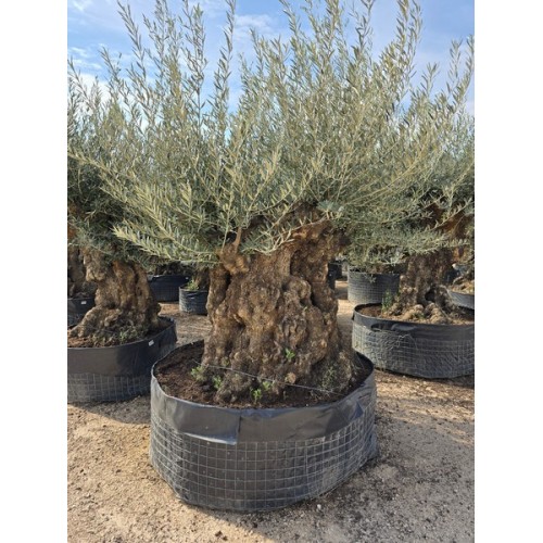 Olea Bonsai 200/250 CTM